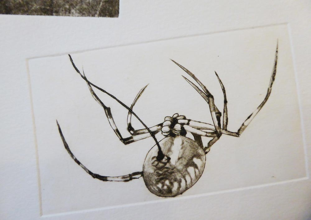 Photo d'une gravure d'une araignée en pointe sèche